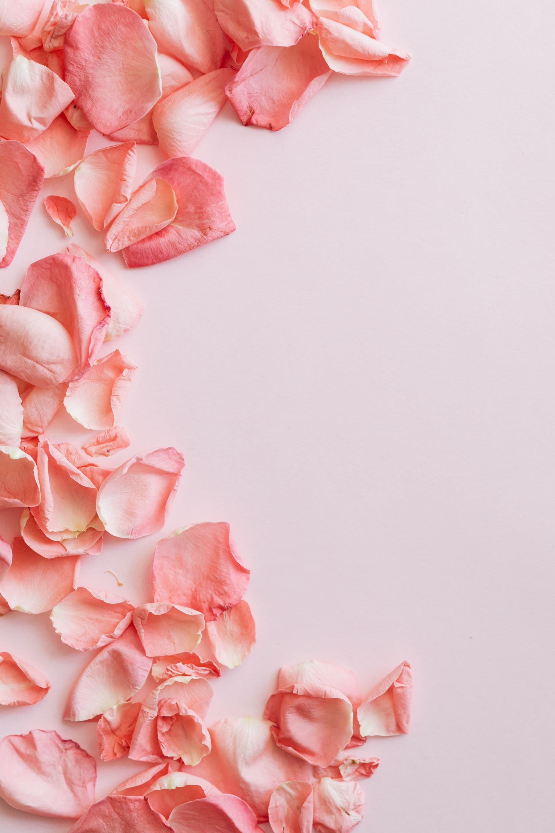 Soft pink rose petals
